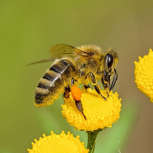 All About Bees and How to Help Them - bee on flower | Bee Facts