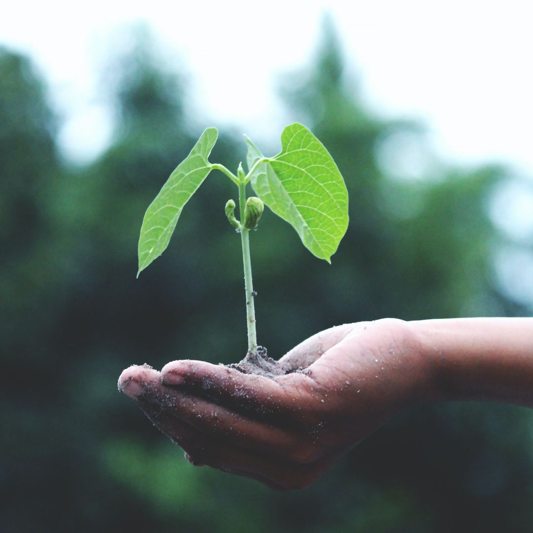 Hand holding seedling