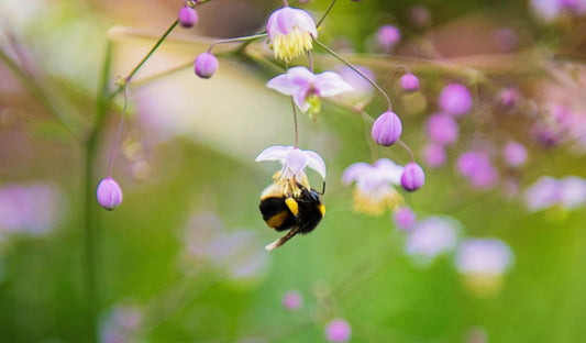 All About Bees and How to Help Them - bee on flower | Bee Facts