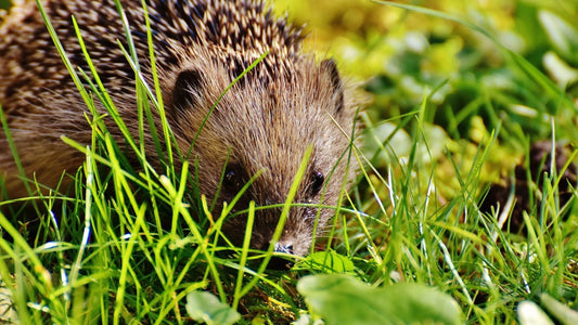 How to Help Nature in Your Garden guide - image of hedgehog in long grass
