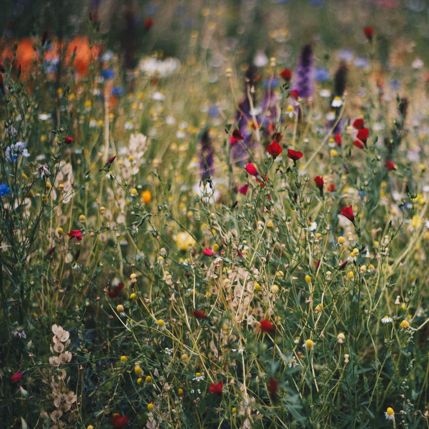 Wildflowers